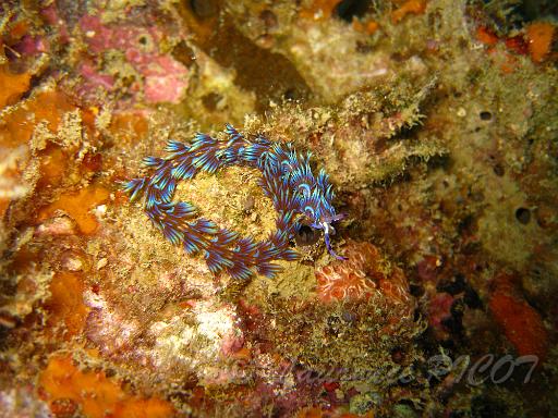 dragon bleu - Ptéraeolidia ianthina.JPG - Philippines îles Calamian
